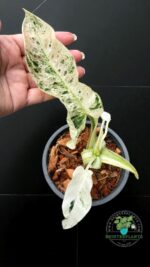 Philodendron Emerald Ice Variegated - Image 4