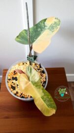 Philodendron Brown Beauty Variegated Hybrid - Image 2