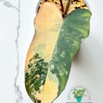 Philodendron Brown Beauty Variegated Hybrid