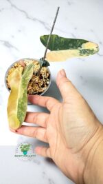 Philodendron Brown Beauty Variegated Hybrid - Image 4