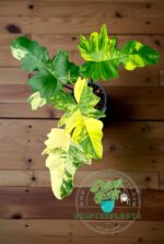 Philodendron Hybrid Florida Beauty x Mayoi Variegated - Image 4