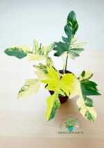 Philodendron Hybrid Florida Beauty x Mayoi Variegated - Image 3