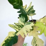 Philodendron Florida Beauty × Mayoi Variegated