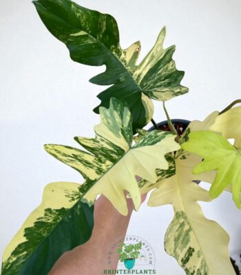 Philodendron Florida Beauty x Mayoi Variegated Collector’s Item