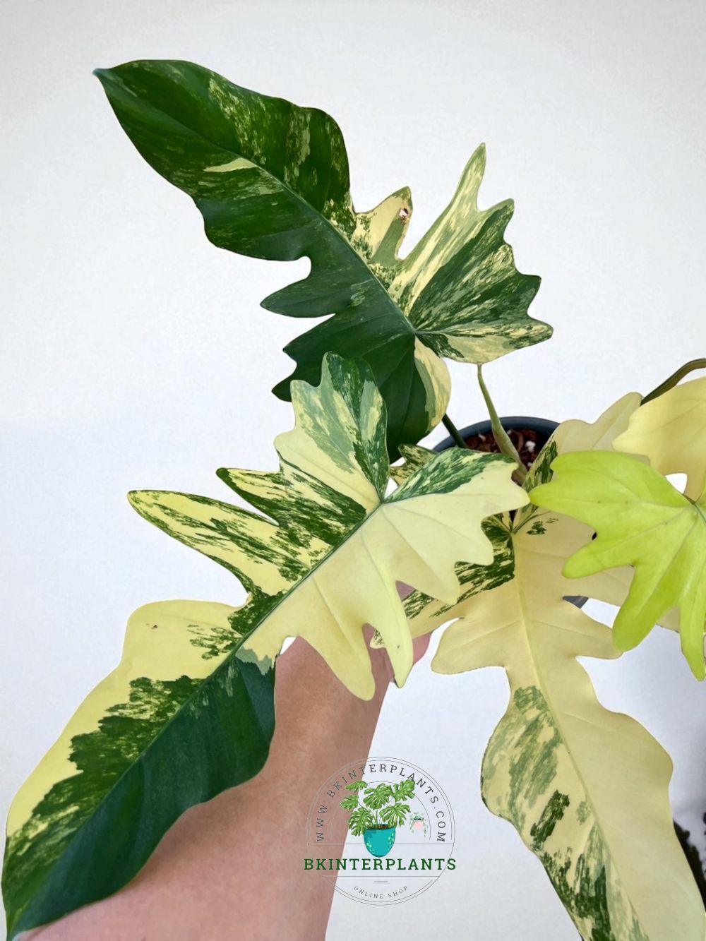 philodendron-florida-beauty-x-mayoi-variegated-rare.jpg Philodendron Florida Beauty x Mayoi Variegated rare hybrid