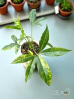 Philodendron Goeldii Variegated - Image 3