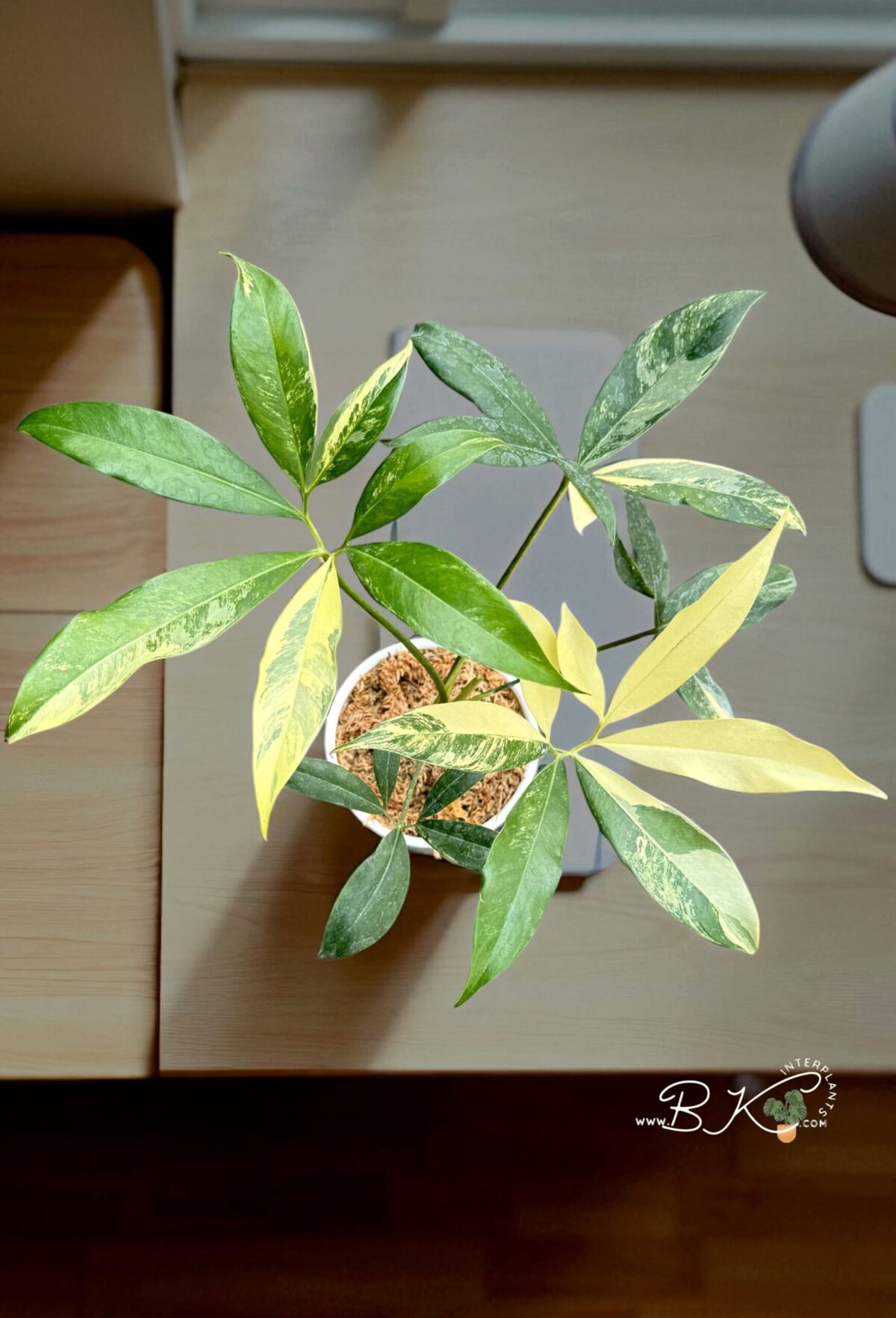 Philodendron Goeldii Variegated - Image 5