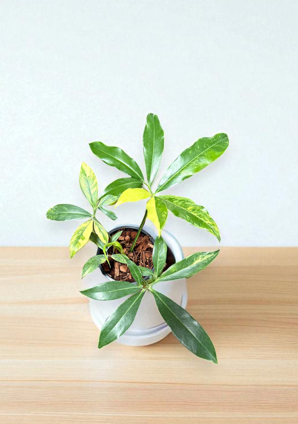 Philodendron Goeldii Variegated - Image 4
