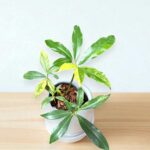 Philodendron Goeldii Variegated