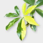 Philodendron Goeldii Variegated rare starburst plant