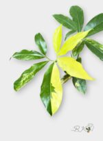 Philodendron Goeldii Variegated - Image 2