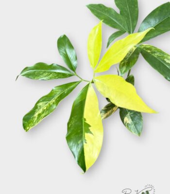 Philodendron Goeldii Variegated rare starburst plant