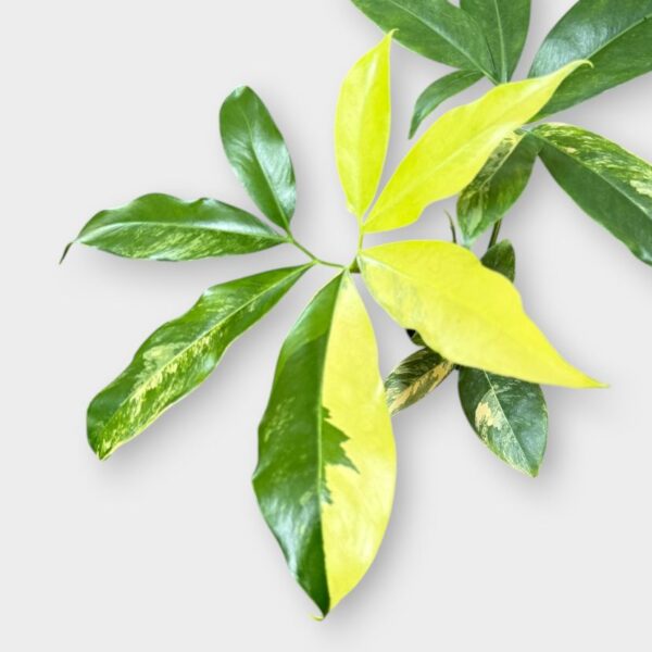 Philodendron Goeldii Variegated rare starburst plant