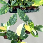 Philodendron Green Congo Nuclear Variegated