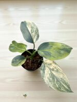 Philodendron Silver Sword hastatum variegated - Image 2