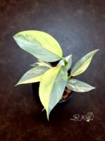 Philodendron Silver Sword hastatum variegated - Image 5