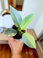 Philodendron Silver Sword hastatum variegated - Image 3
