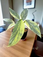 Philodendron Silver Sword hastatum variegated