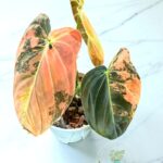 Close-up of Philodendron melanochrysum orange variegated leaf with vibrant orange tones