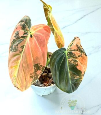 Close-up of Philodendron melanochrysum orange variegated leaf with vibrant orange tones