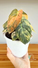 Philodendron melanochrysum orange variegated rare aroid grown in Thailand for export