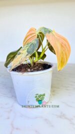 Side view of Philodendron melanochrysum orange variegated tropical collector plant