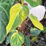Philodendron Mican Variegated