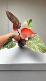 Philodendron Orange Princess Variegated - Image 3