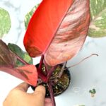Philodendron Orange Princess Variegated