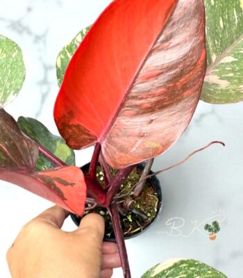 Rare Philodendron Orange Princess Variegated with vibrant orange and green tricolor leaves.
