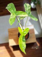 Philodendron Paradise Beauty Variegated - Image 4