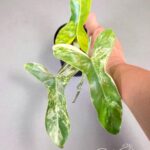 Philodendron Paradise Beauty Variegated