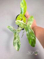 Philodendron Paradise Beauty Variegated