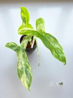 Philodendron Paradise Beauty Variegated - Image 2