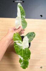 Philodendron Paraiso Verde Albo Variegated plant