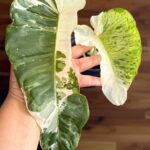 Philodendron Albo Paraiso Verde variegated