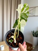 Philodendron Paraiso Verde Albo Variegated variegated leaves