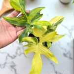 Philodendron Pedatum Aurea variegated