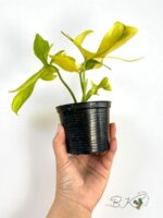 Philodendron Pedatum Aurea variegated - Image 2
