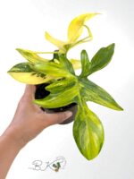 Philodendron Pedatum Aurea variegated - Image 3