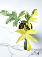 Philodendron Pedatum Aurea variegated - Image 5