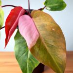 Philodendron Persimmon Princess Variegated