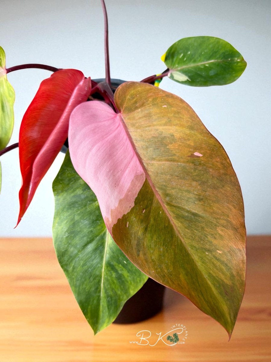 philodendron-persimmon-princess-variegated02.jpg Philodendron Persimmon Princess Variegated - Image 1