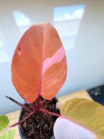 Philodendron Persimmon Princess Variegated - Image 2