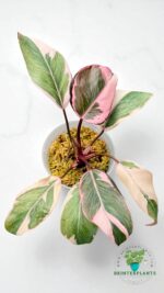 Philodendron Pink Princess Mutation Or Pink Rose Variegated - Image 4