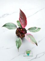 Philodendron Pink Princess Mutation Or Pink Rose Variegated - Image 3