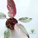 Philodendron Pink Princess Mutation Or Pink Rose Variegated