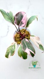 Philodendron Pink Princess Mutation Or Pink Rose Variegated - Image 2