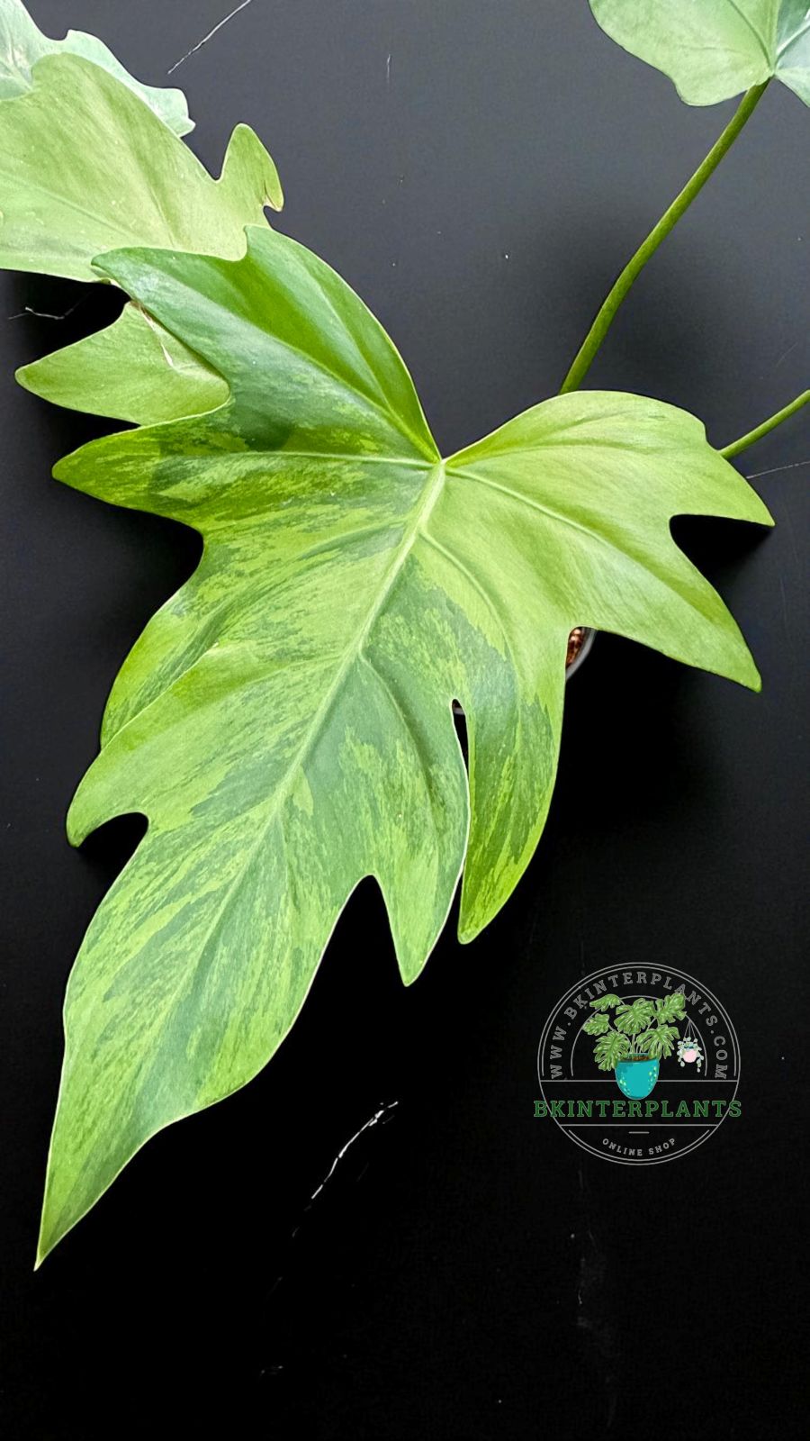 philodendron-radiatum-variegated-rare-aroid-thailand-01-photoroom_1.jpg Philodendron Radiatum Variegated - Image 1