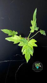 Philodendron Radiatum Variegated - Image 3